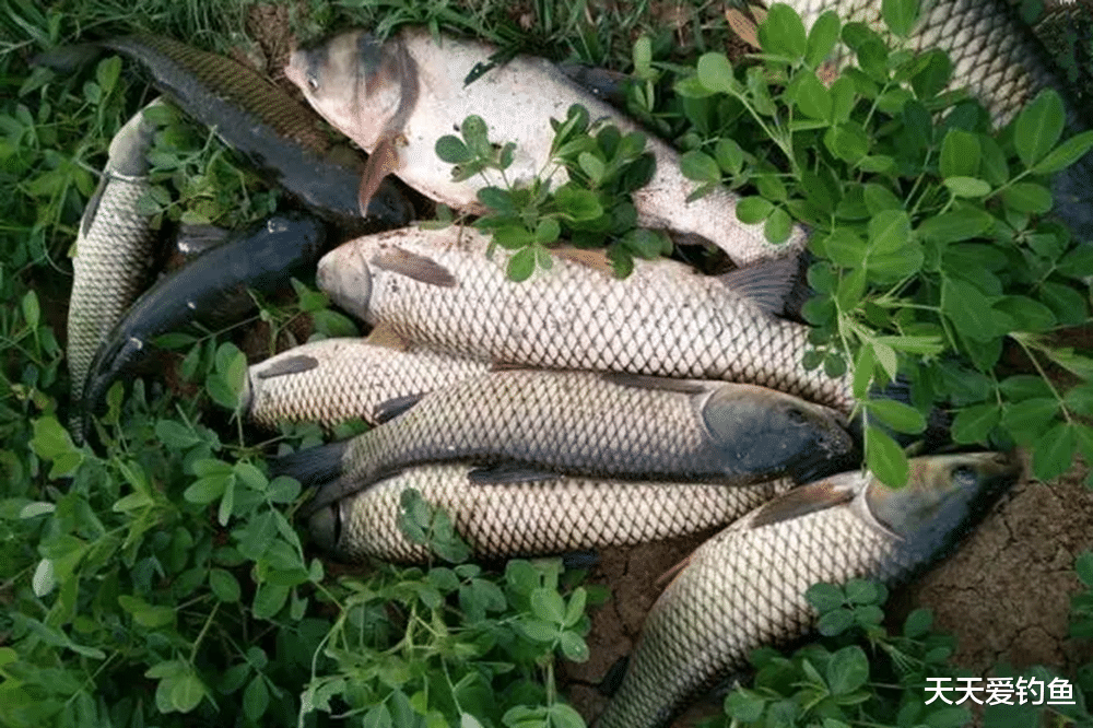 饵料|野钓草鱼,饵料不用专门买,去趟菜市场就够了