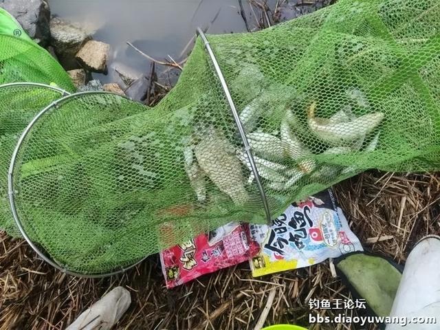 鲤鱼|断崖式降温,巧搭饵料擒斤鲫