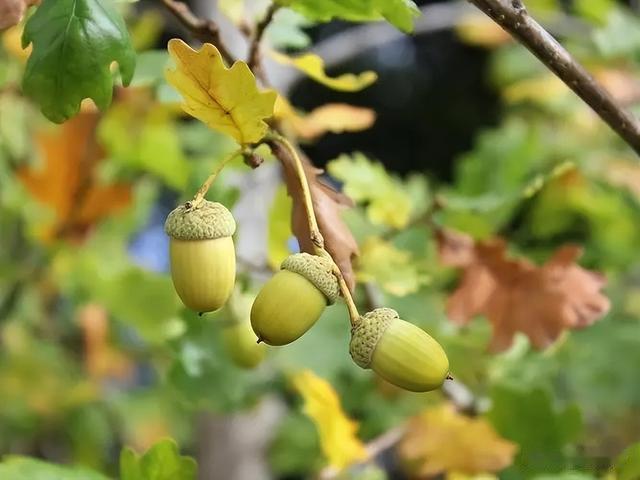 闺蜜|曾经是人们的主食,一棵结果数百斤,如今为何掉一地没人要?