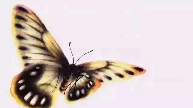 蝴蝶|蝴蝶入画，美若仙境