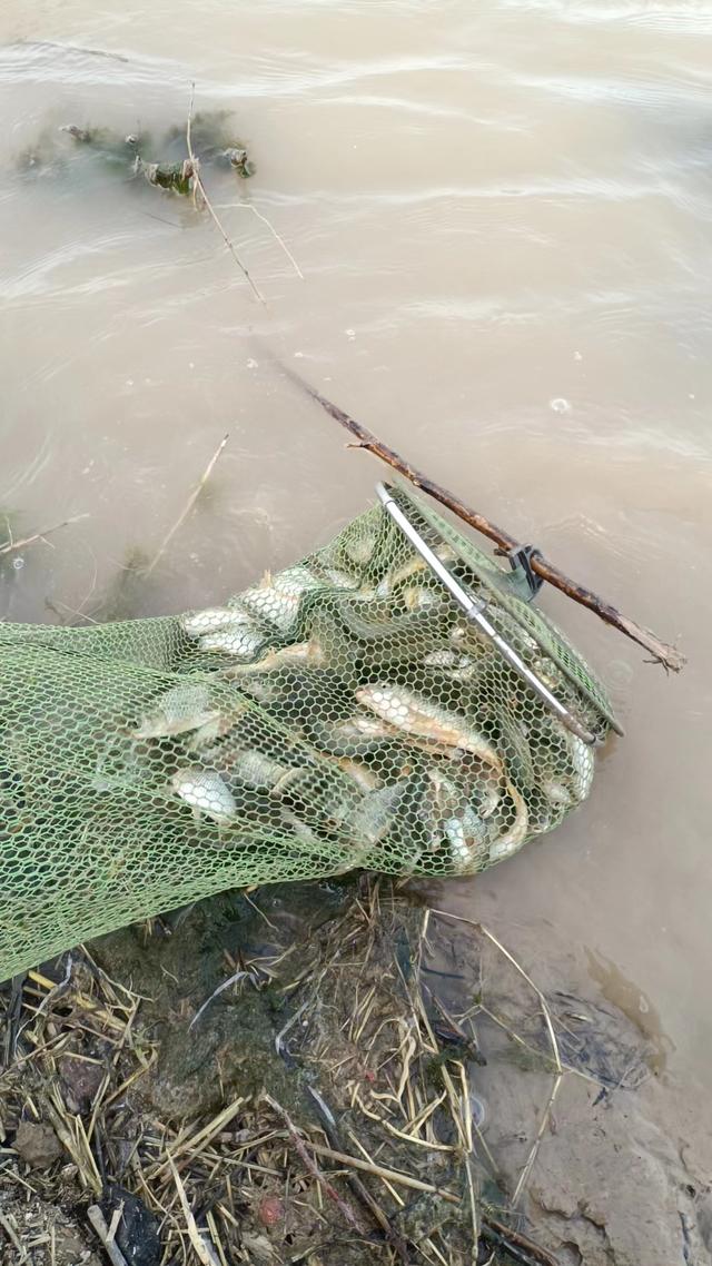 |关于黄河野钓,钓友们常见疑问解惑