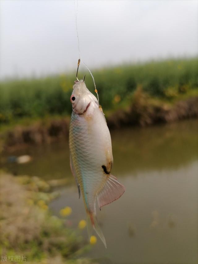饵料|春钓滩总遇小杂鱼闹窝怎么办？试试这几个小诀窍，鱼获多不抓狂