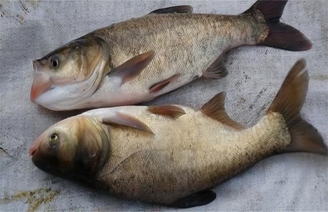 花鲢|为什么想钓花鲢却总上白鲢?