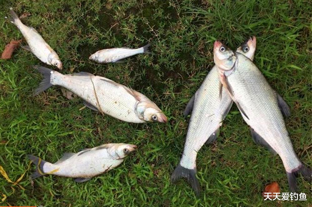 野钓翘嘴鱼,最佳时间和钓法,狂拉不是不可以