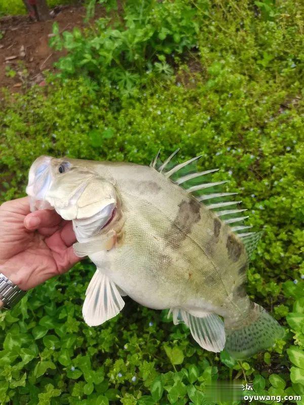 魁拔|再试魁拔极，意外擒鳜鱼