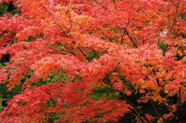 |枫叶国的秋色
