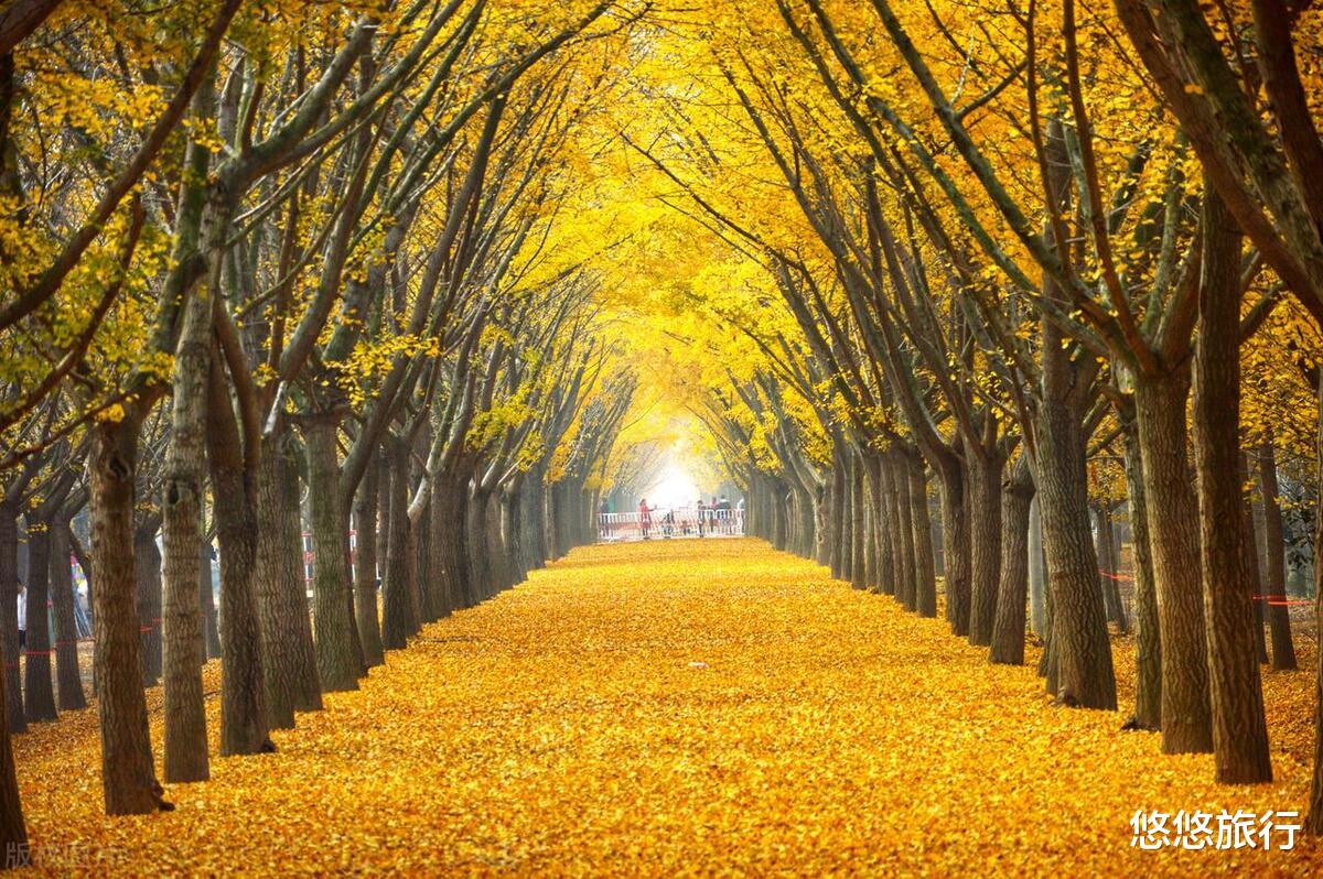 银杏树|赏秋胜地，这些11月的银杏观赏地，美出天际
