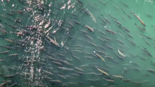 钓鱼|山东小伙钓获“百斤青鱼王”，却直接放生，小伙：好多人说我傻