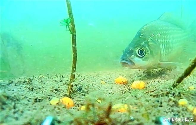 水底奥秘|钓点选在哪鲫鱼钓得多?立夏后钓鱼干货:渔获不理想要尽量少钓草