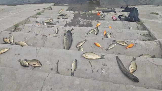 钓鱼|捞鱼！北京钓友河道钓鱼，河鱼忽然浮头，网友：这鱼你也敢吃？