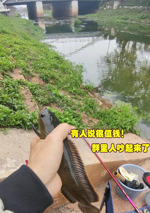 |值钱?四川钓友在“臭水河”钓到罕见雷龙鱼,钓友:带回去吃了