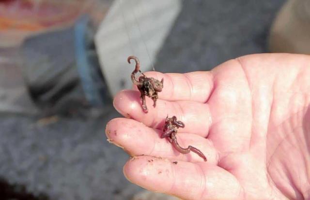 |用蚯蚓钓鱼如何调漂?教你四种好用的调漂方法,高手都在用