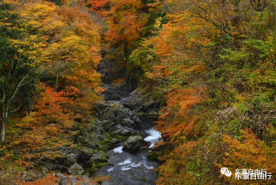 茨城县|红叶季！东京近郊赏景好去处8选