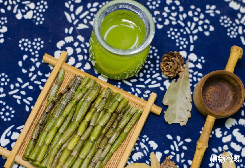 铁皮石斛,又称万丈须,九大仙草之首,有3大作用,农民要了解!