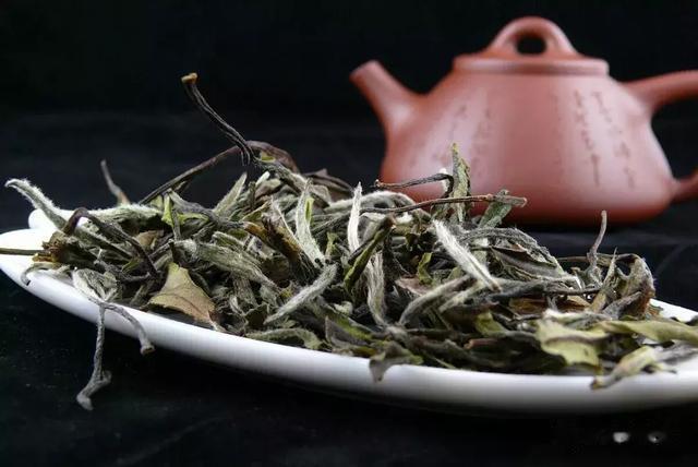 肺病|白茶好不好,身体会慢慢告诉你