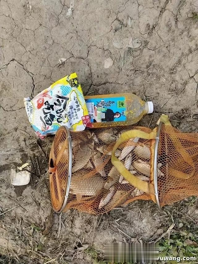 |“鱼来神米”打窝，“今晚吃鱼”做钓，狂拉野鲫