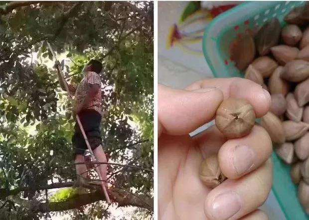 邮票|橄榄核铁核的终极包浆,美到不敢看