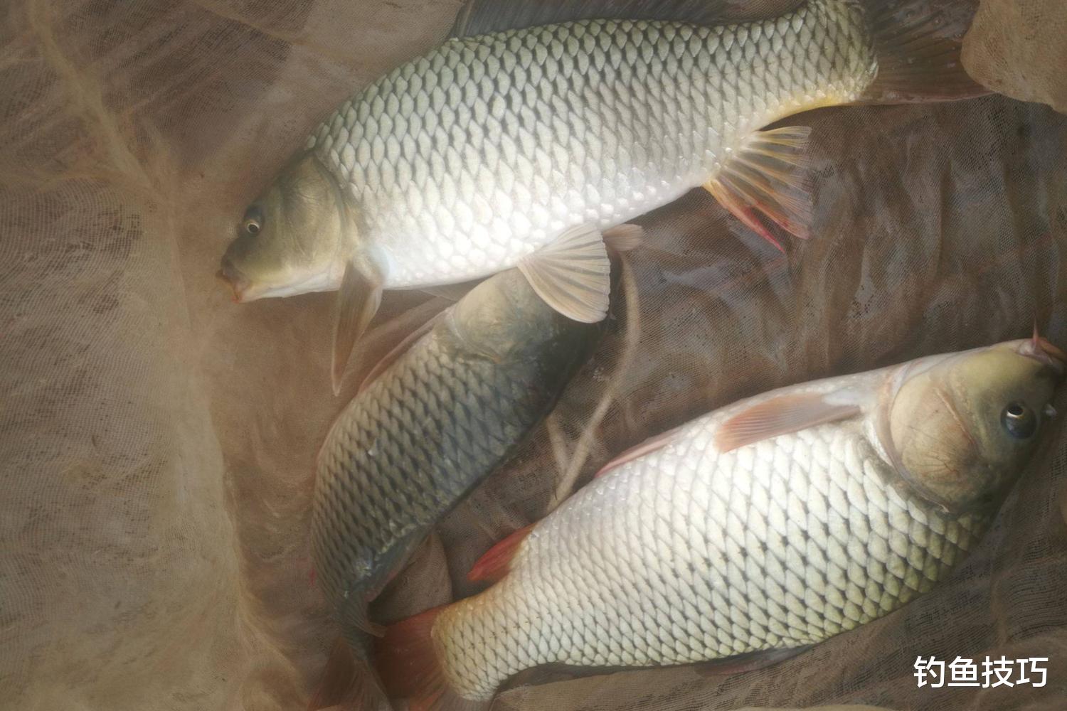 鲤鱼|如何钓鲤鱼黑坑的疗养鱼?疗养鱼的4个典型特征