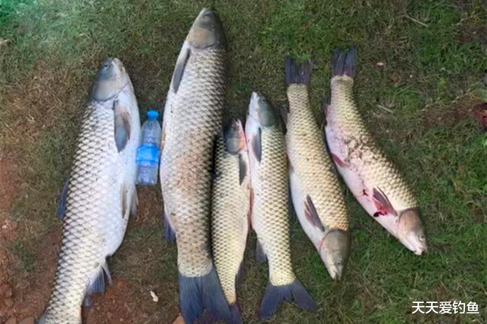 |夏季鱼情有5个规律，了解其中变化，气温高也能钓爆护