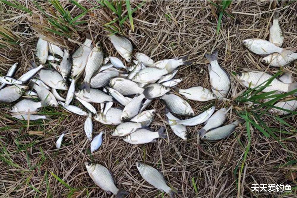 寒冬野钓十有九空，除非遇上这种天气，鲫鱼吃口最好