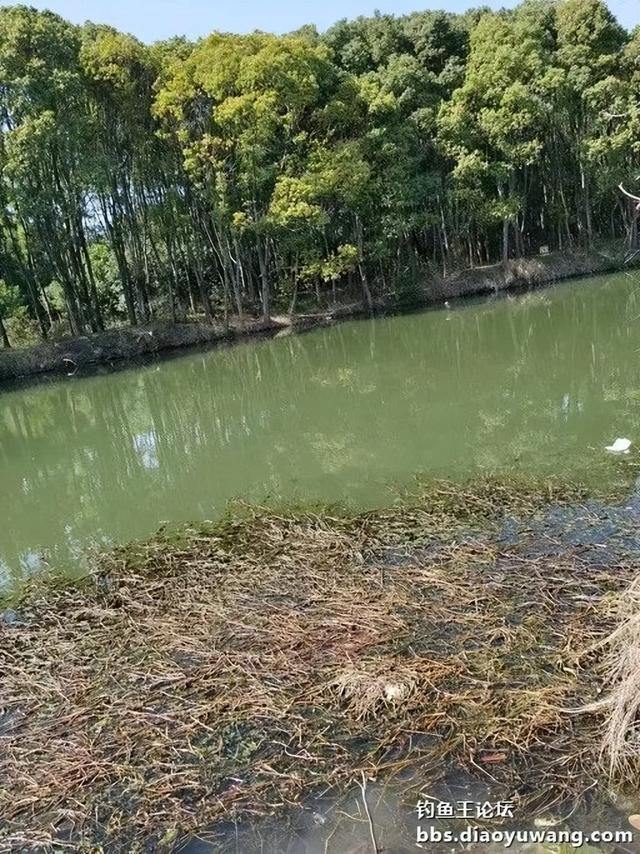 |“鱼来神米”打窝，“今晚吃鱼”做钓，狂拉野鲫