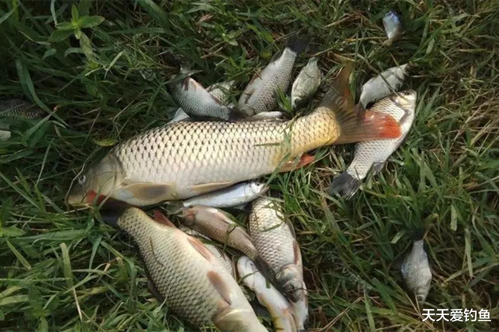 浮漂|夏季钓水库，最好用的2种调漂方法，适合各种鱼情