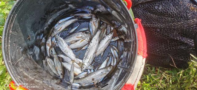 饵料|当隔夜窝遇上通杀腥,喜迎冬日小爆护