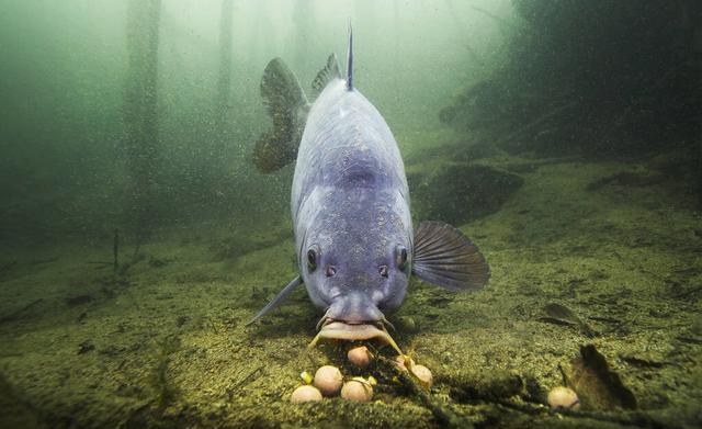 酒味饵料好用，起作用的是易溶于水、穿透力强，还是酵香味？