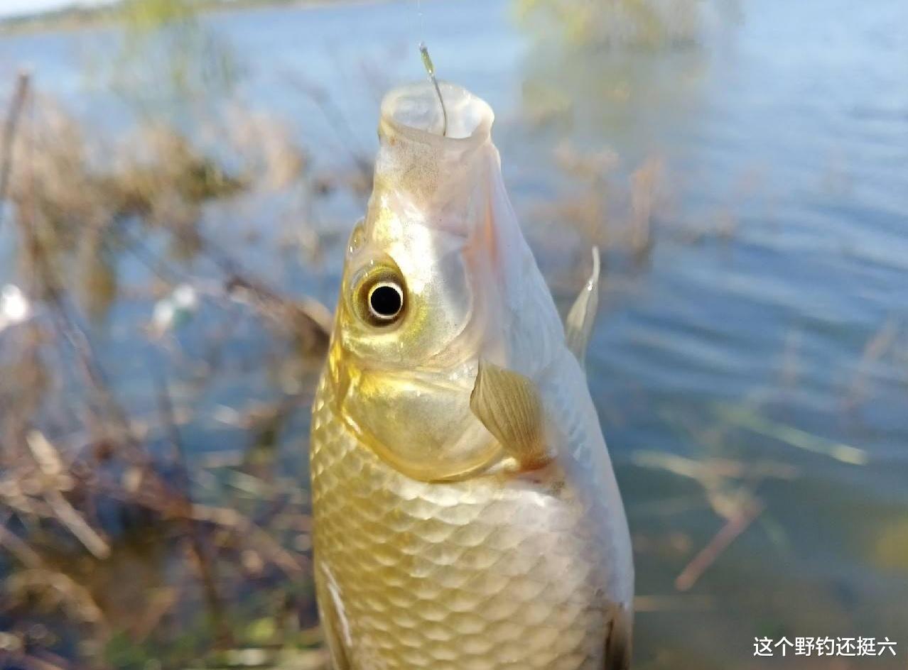 饵料|春季针对鱼口轻，“治标不治本”难有起色！谨记：诱鱼大于调整！