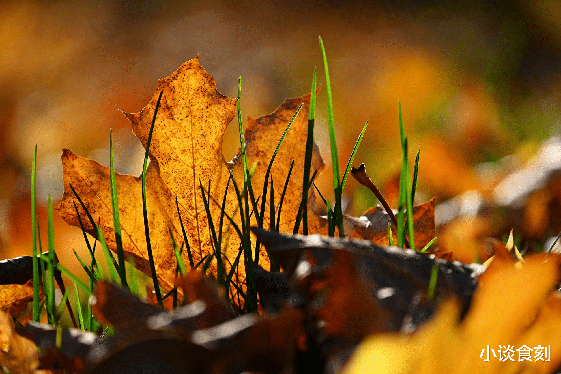扁豆|明日九月初一,不管有钱没钱,5样东西多囤点,关键时刻有大作用