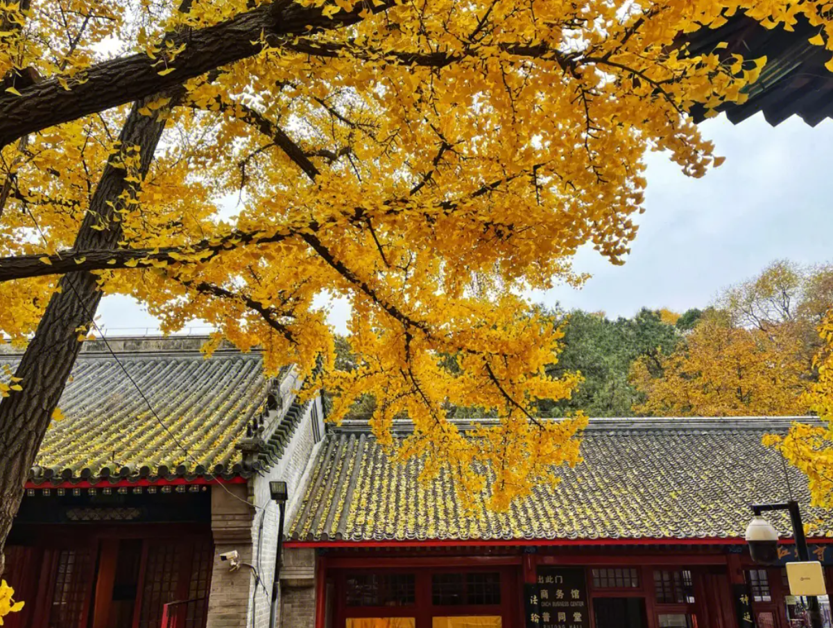 琅勃拉邦|北京深秋赏银杏，这十大最美观赏地请收好！