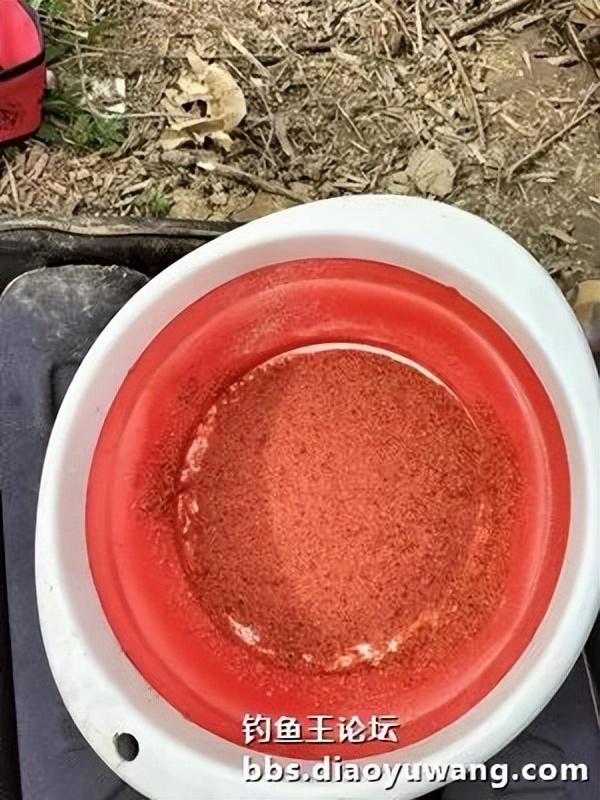 玉米|古徐桥下钓鲫忙