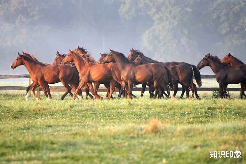 健身|都说吃素减肥,食草动物怎么一个比一个体型大