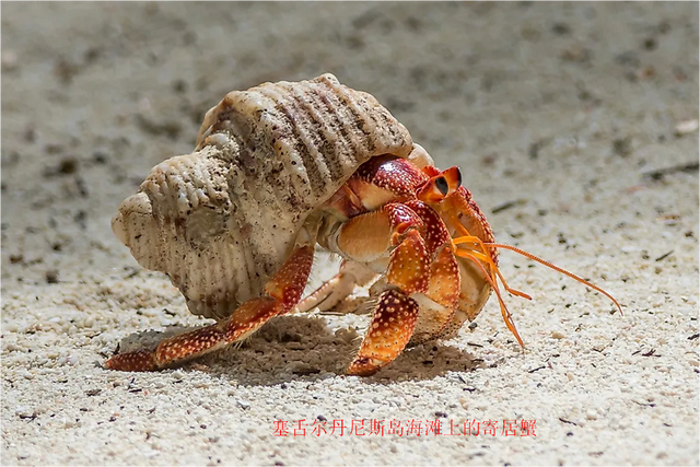 什么是生物共栖关系?看自然界中生物共栖的10个例子