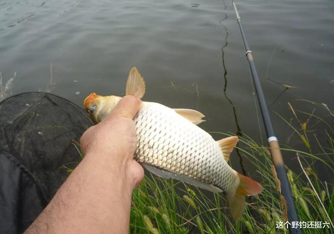 有鲤鱼咬钩却总跑鱼钓不上来？4个失误操作应避免！你中招过哪个