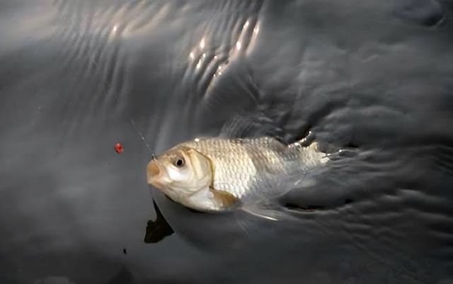 鲫鱼|钓鲫鱼如何调出顿口？从原理到操作一次讲透，新手一看就懂