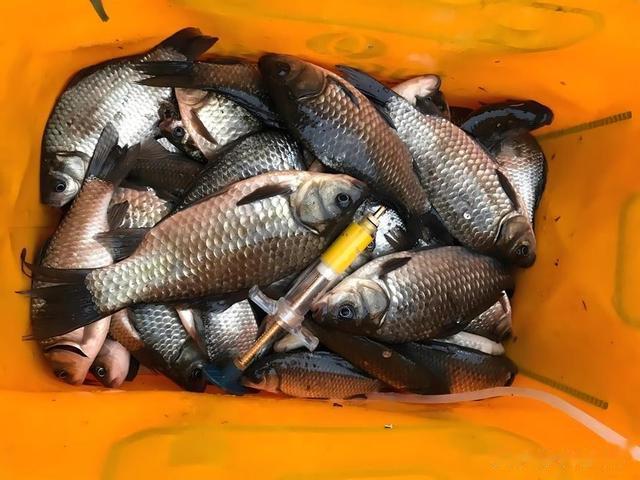 为什么越来越多的钓友,不玩黑坑改玩野钓?