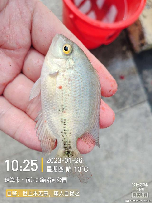 |退水浅中找深,上小钩却遇大鱼,欢乐惊喜一样都不缺