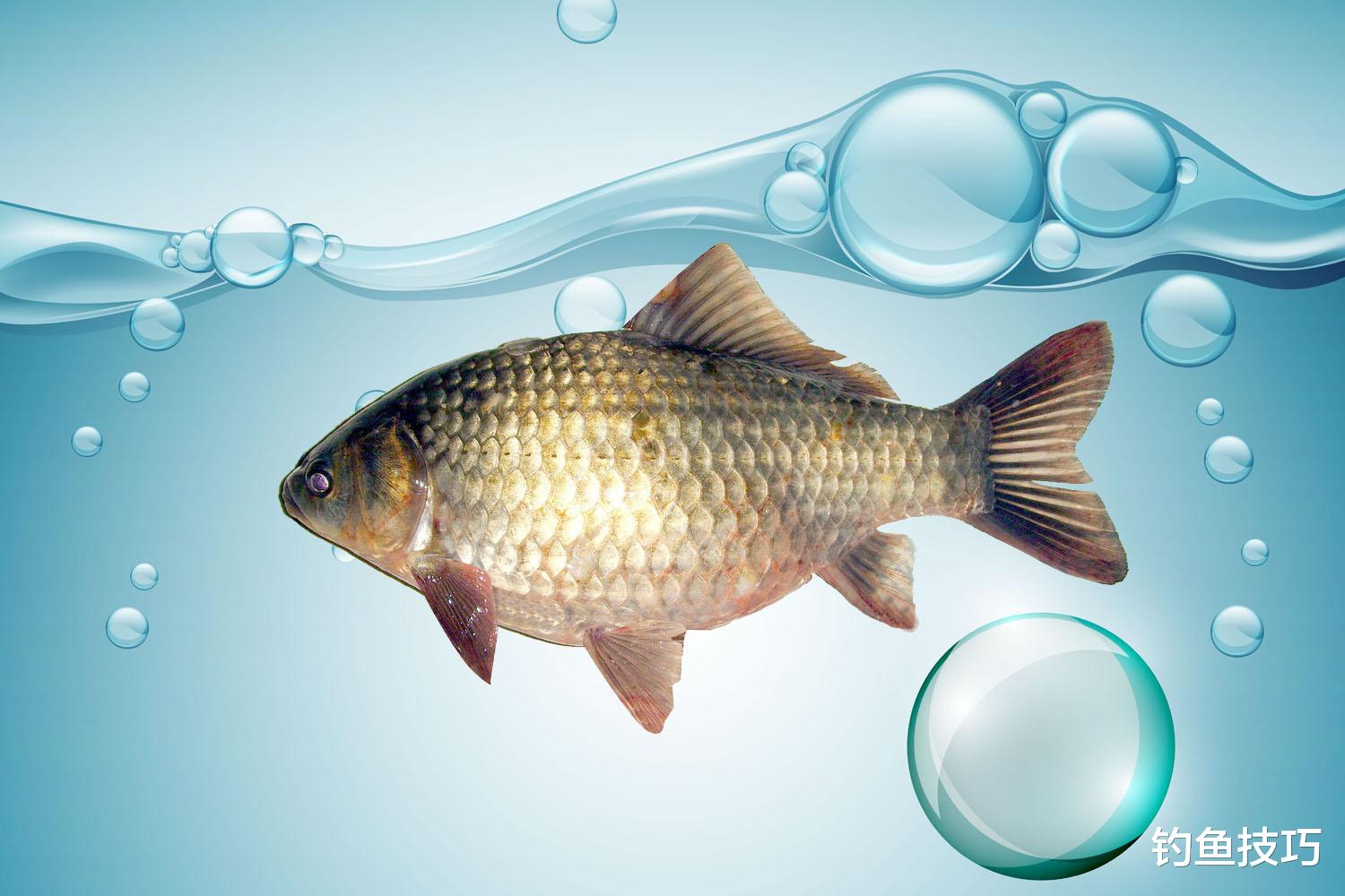 冬季钓鱼时给鱼促食的4种方法，简单又实用