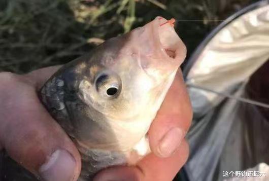 老钓位鱼只吃窝料不咬钩？不重视这两点，有鱼没口只能怪自己！
