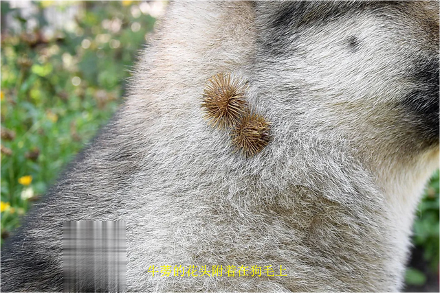 什么是生物共栖关系?看自然界中生物共栖的10个例子