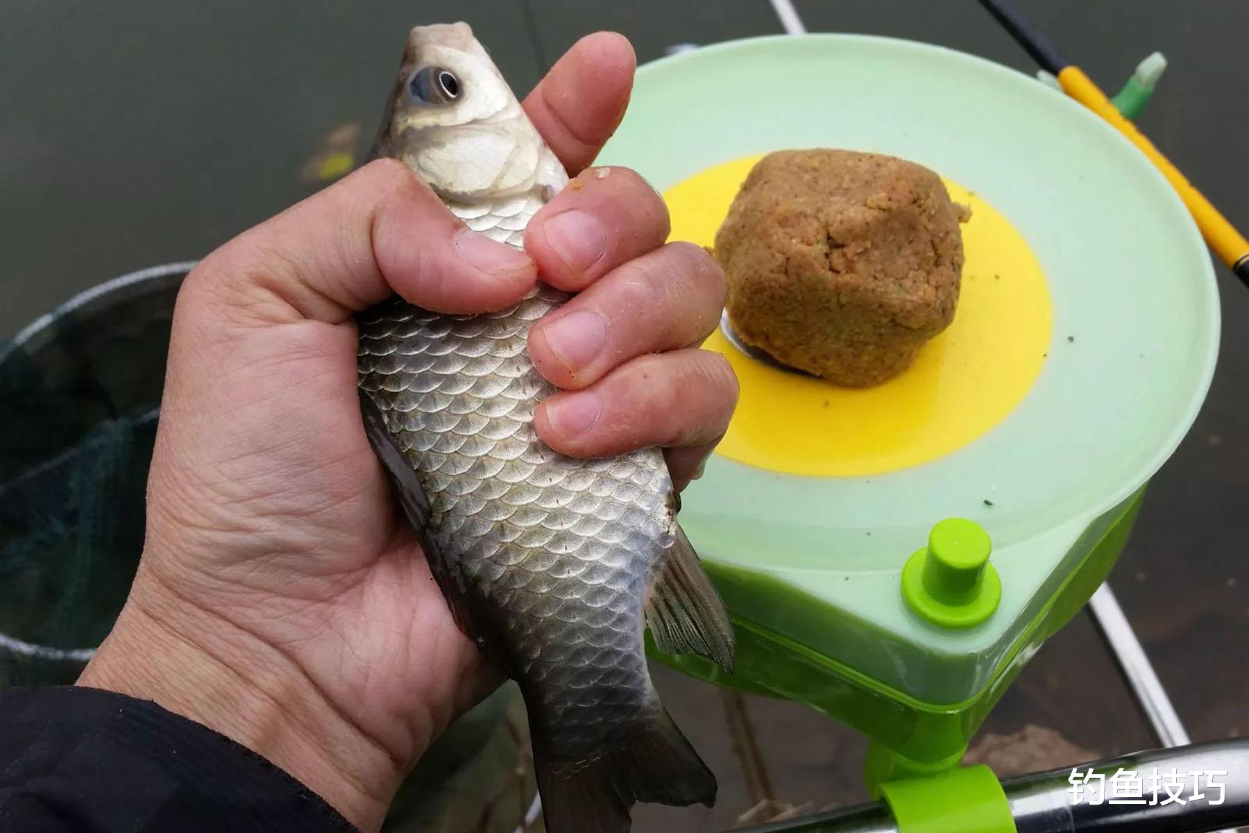 夏季野钓鲫鱼的聚鱼、促食和留鱼方法，连竿爆护的关键