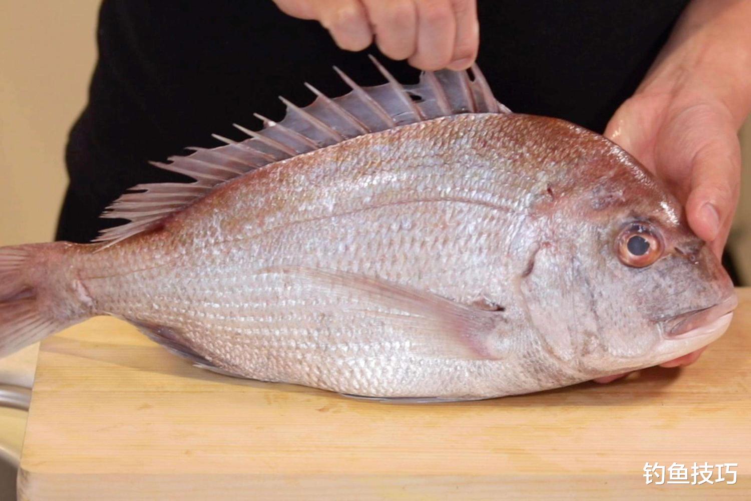 海钓|大真鲷如何钓？海钓大真鲷的5个要点