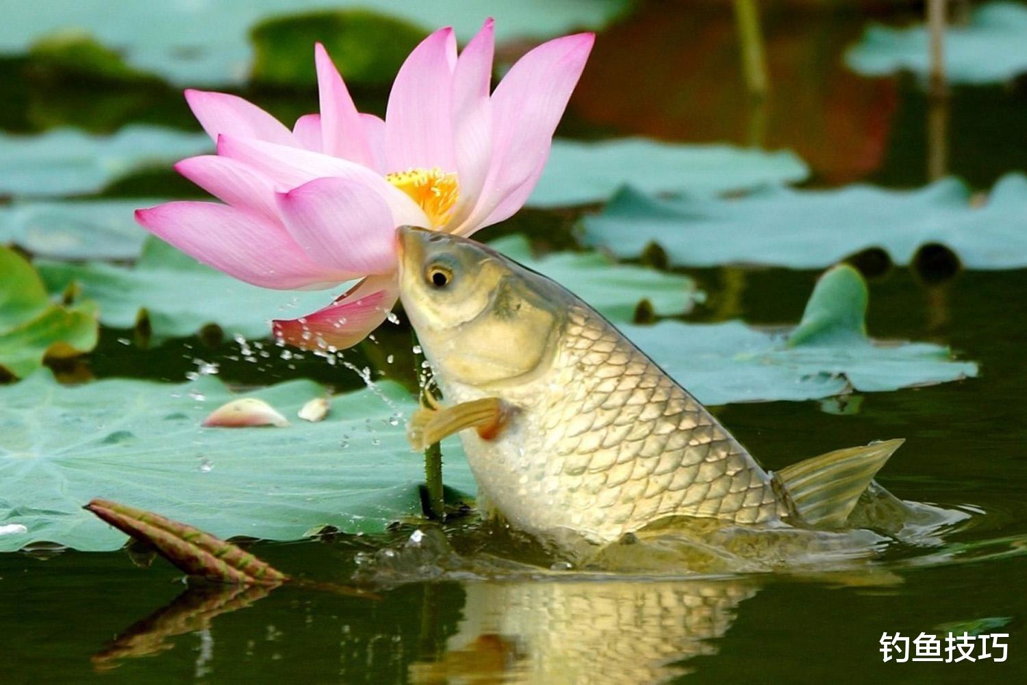 饵料|春天钓草鱼用什么鱼饵?春天钓草鱼的四个用饵方法