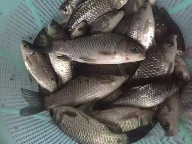 钓鱼指南|钓鱼技巧：新手看过来，野钓看漂抬竿的三大技巧