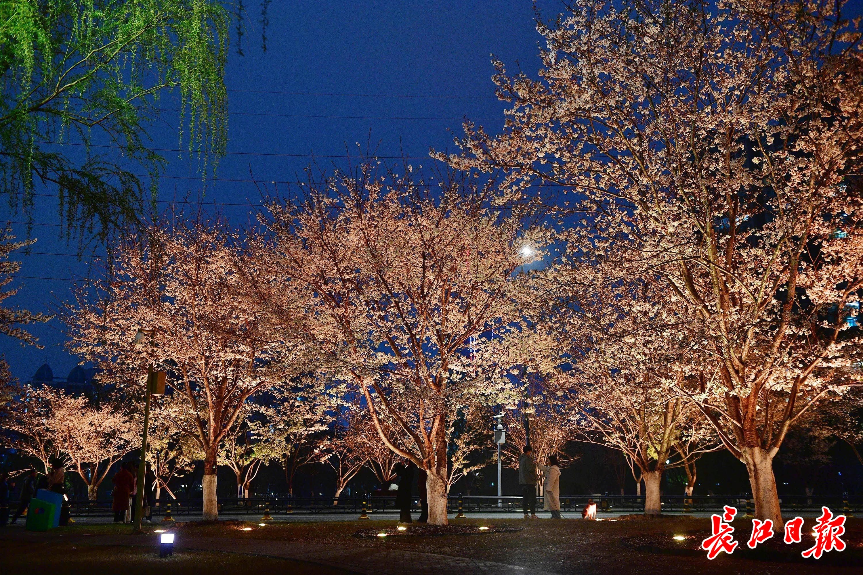 南京|西北湖畔夜赏樱