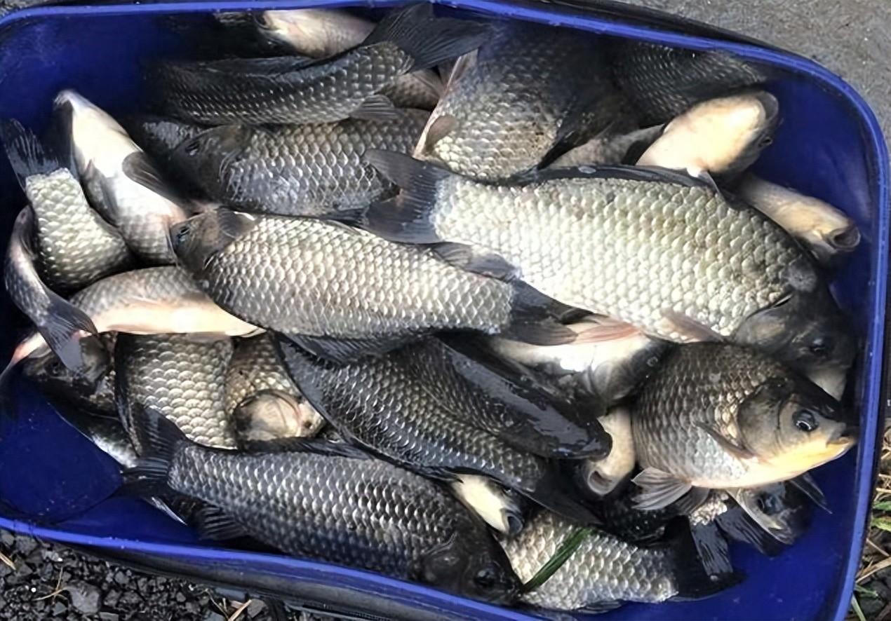 冬季钓得好的钓友，都有哪些共同点？分享出来供大家学习参考