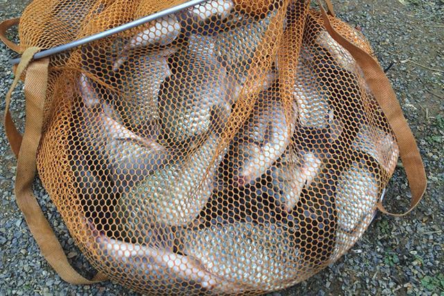 |说好的大板鲫跑哪了?春季的三阶段鱼情不同,出钓要带出节奏