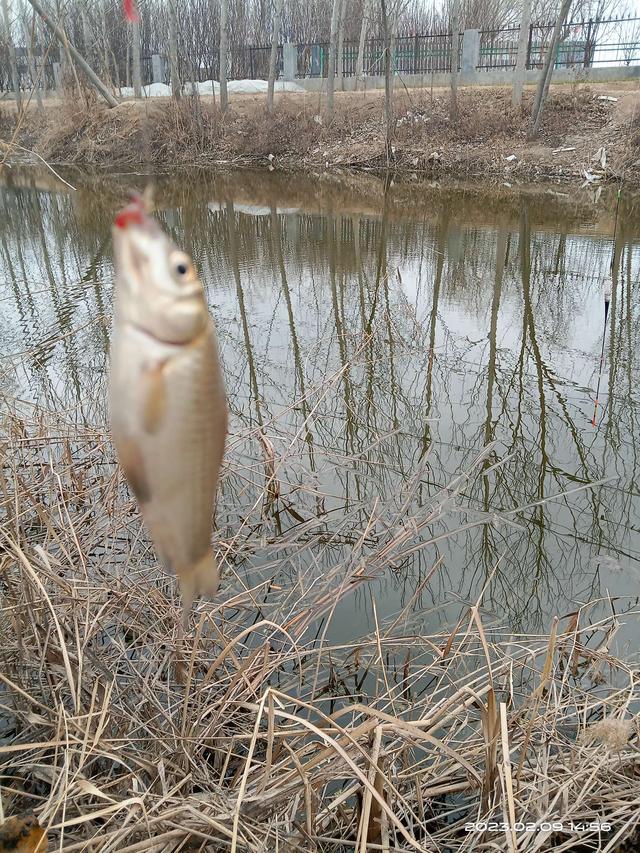 饵料|早春鱼囗啥规律？他处大板我奶鲫。