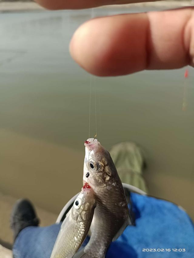 鲫鱼|阳光正正好，钓鱼再出发！